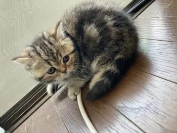 はやし 様のお迎えした子猫