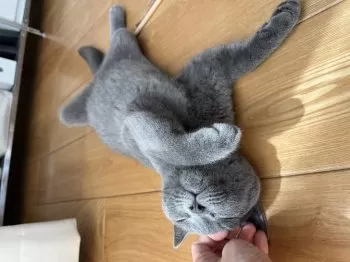 うり 様のお迎えした子猫