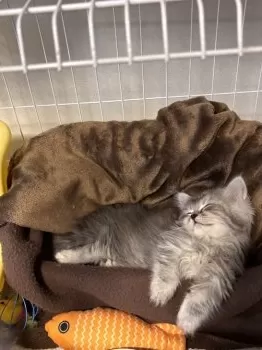 S.T 様のお迎えした子猫