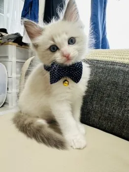 M.N 様のお迎えした子猫