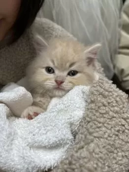 ゆき 様のお迎えした子猫