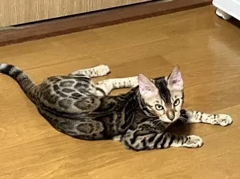 GON 様のお迎えした子猫