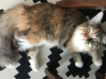 blackbird 様のお迎えした子猫