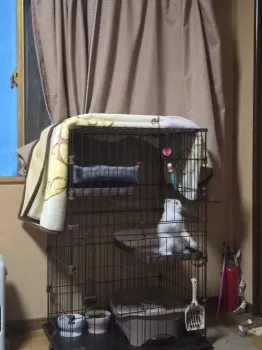 Gaty煌 様のお迎えした子猫