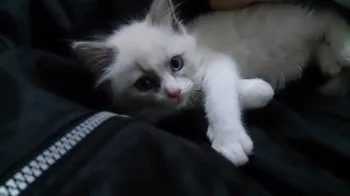 レオン君 様のお迎えした子猫