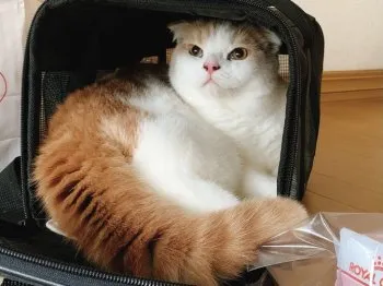 もも 様のお迎えした子猫