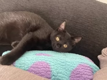 E.K 様のお迎えした子猫