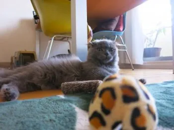 すだち 様のお迎えした子猫