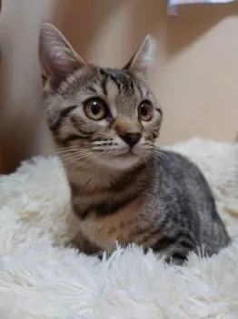 るーな 様のお迎えした子猫