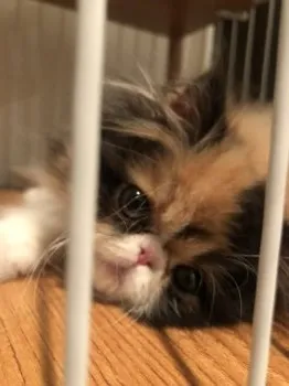 K.K 様のお迎えした子猫