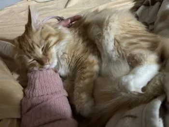 しぃ 様のお迎えした子猫