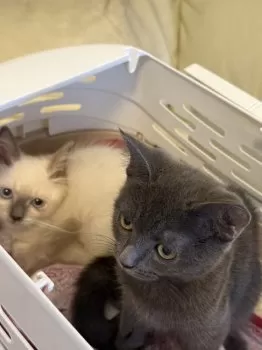笑太郎 様のお迎えした子猫