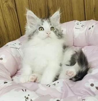 SNOW 様のお迎えした子猫