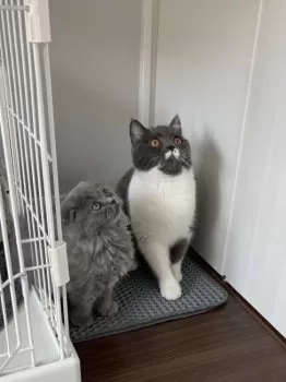 a.t 様のお迎えした子猫