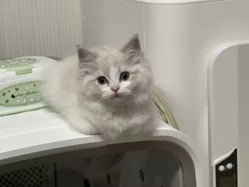 やまきち 様のお迎えした子猫