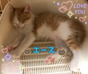 ケィ 様のお迎えした子猫