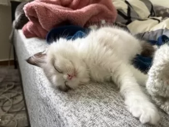 M.N 様のお迎えした子猫