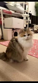 A.M 様のお迎えした子猫