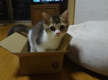 mergin 様のお迎えした子猫