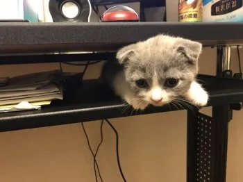 よしゆー 様のお迎えした子猫
