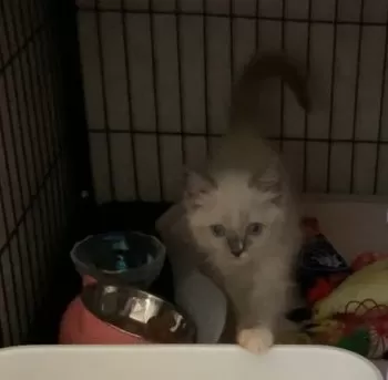 りーちゃん 様のお迎えした子猫