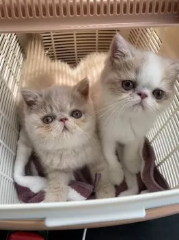 A.S 様のお迎えした子猫