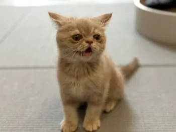 ももじろう 様のお迎えした子猫