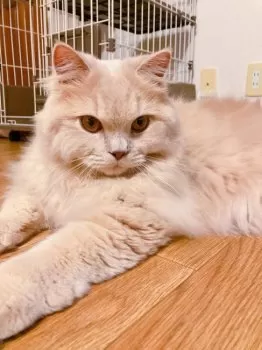 マメ 様のお迎えした子猫
