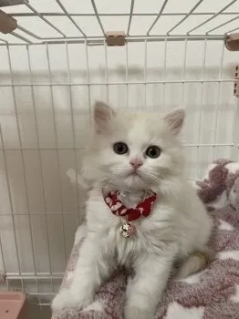 Chi -i 様のお迎えした子猫