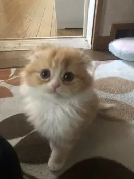 T.T 様のお迎えした子猫