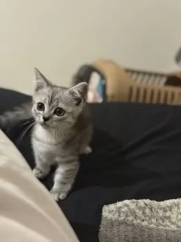 きみ 様のお迎えした子猫