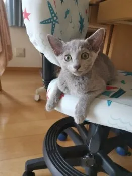 かち 様のお迎えした子猫