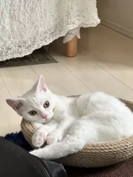 ゆき 様のお迎えした子猫