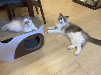 ロイとルーシーのママ 様のお迎えした子猫