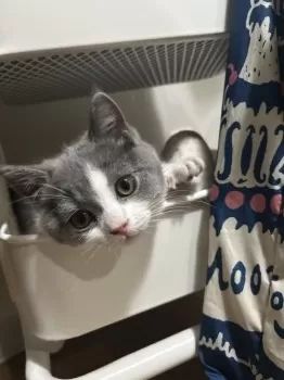 R.Y 様のお迎えした子猫