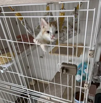 E.M 様のお迎えした子猫