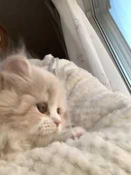 こまりパパ 様のお迎えした子猫