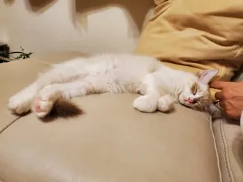 A.Y 様のお迎えした子猫