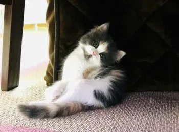 sundanT 様のお迎えした子猫