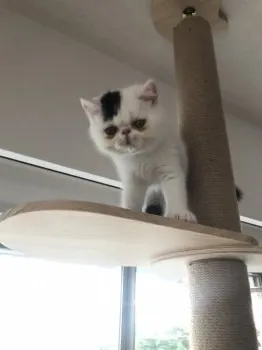 エモ 様のお迎えした子猫