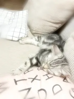 カーネリアン 様のお迎えした子猫