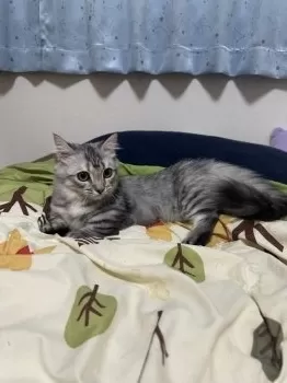 ぎざみ 様のお迎えした子猫