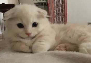 yama 様のお迎えした子猫