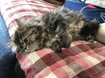 もふもふ 様のお迎えした子猫