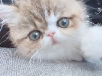 misaki 様のお迎えした子猫