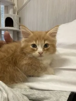 レオ 様のお迎えした子猫