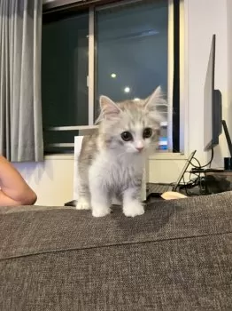 ノシロ 様のお迎えした子猫
