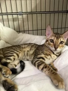 EDGE 様のお迎えした子猫