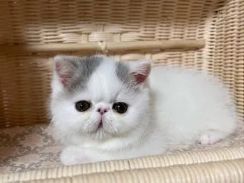おでん 様のお迎えした子猫