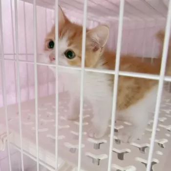 ななな 様のお迎えした子猫